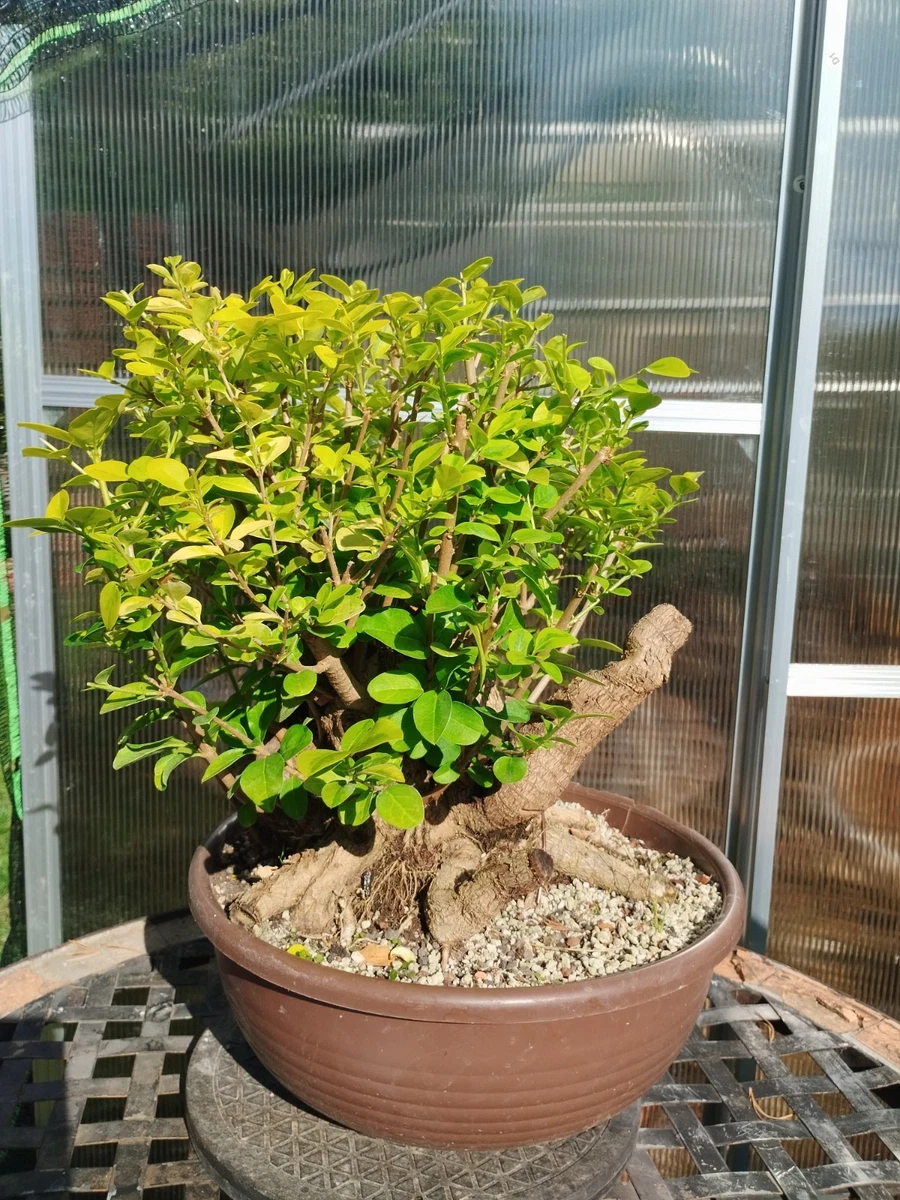 Bonsai-Pflanzen, Bume & Strucher online kaufen | eBay