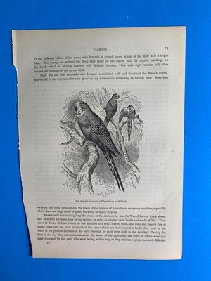 Antique print- Cassell's Book of birds- 1870's black and white- waved parrot