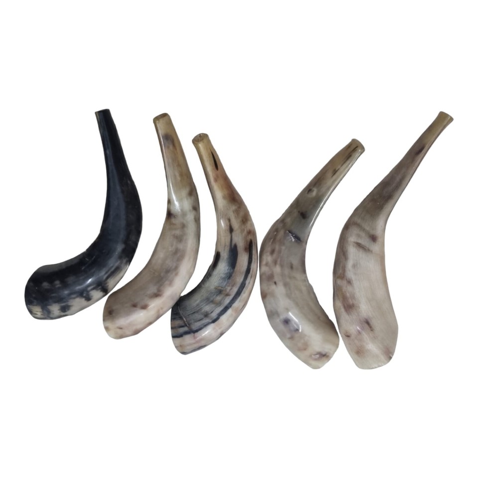 Sale For 5 x Rams Ram Ram's Horn Shofar 1214" Clear Sound Shofars Jewish Polish eBay