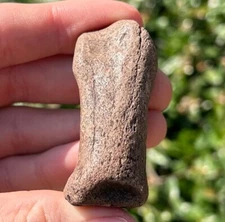 Florida Fossil Deer Antler Mammal 2.23” Ice Age Pleistocene Bones Odocoileus