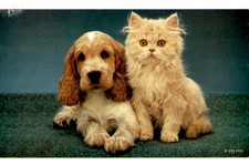 1995 Animal Hospital Reminder for Patch Vaccines, Rogers, AR Postcard