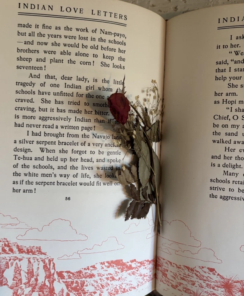 Páginas botánicas antiguas herbario flores prensadas reales plantas hojas especímenes Foto 2 de 4