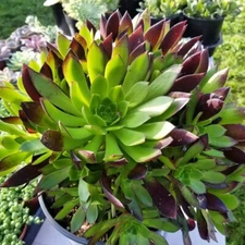 Aeonium Merlot-Low Mounding-Purple Foliage-Easy to Grow-Prolific-Rosette Cutting