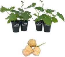 Blackberry Plant - 4 Live Starter Plants - Rubus -
