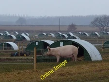 Photo 6x4 Field with pigs New Ollerton Pig farming by the River Maun c2013