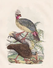 Pheasant Pheasant Mountain Pheasant Chicken Chickens Chicken Birds Bird Lithograph 1862
