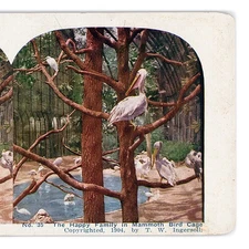 Stereoview of Pelicans at St Louis World’s Fair Mammoth Bird Cage Exhibit c1904