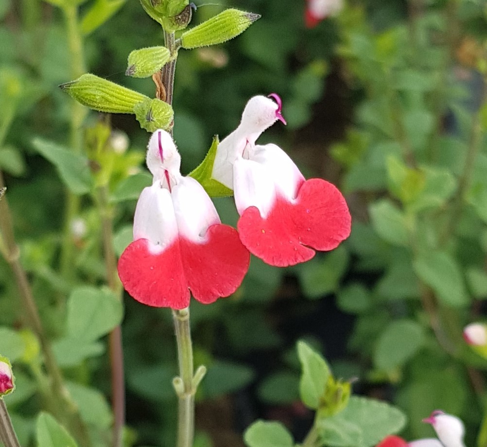 Sauge à petites feuilles Hot Lips rouge et blanche pour terrasse ensoleillée