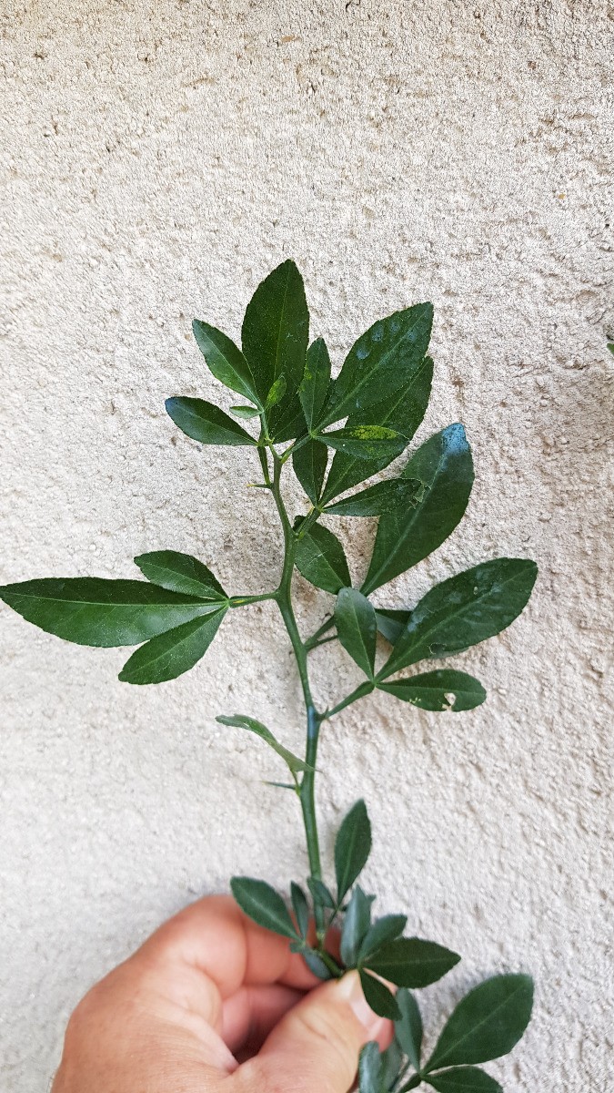 Porte-greffe d'agrume Citrus Forner Alcaide 5 végétal InVitro cultivé en France