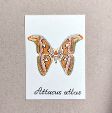 Original ACEO Butterfly Moth Drawing – Attacus atlas – Colored Pencil