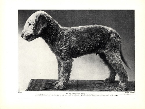 1930s Vintage Bedlington Terrier Print Buckwheat of Bransways Puppy 6173t