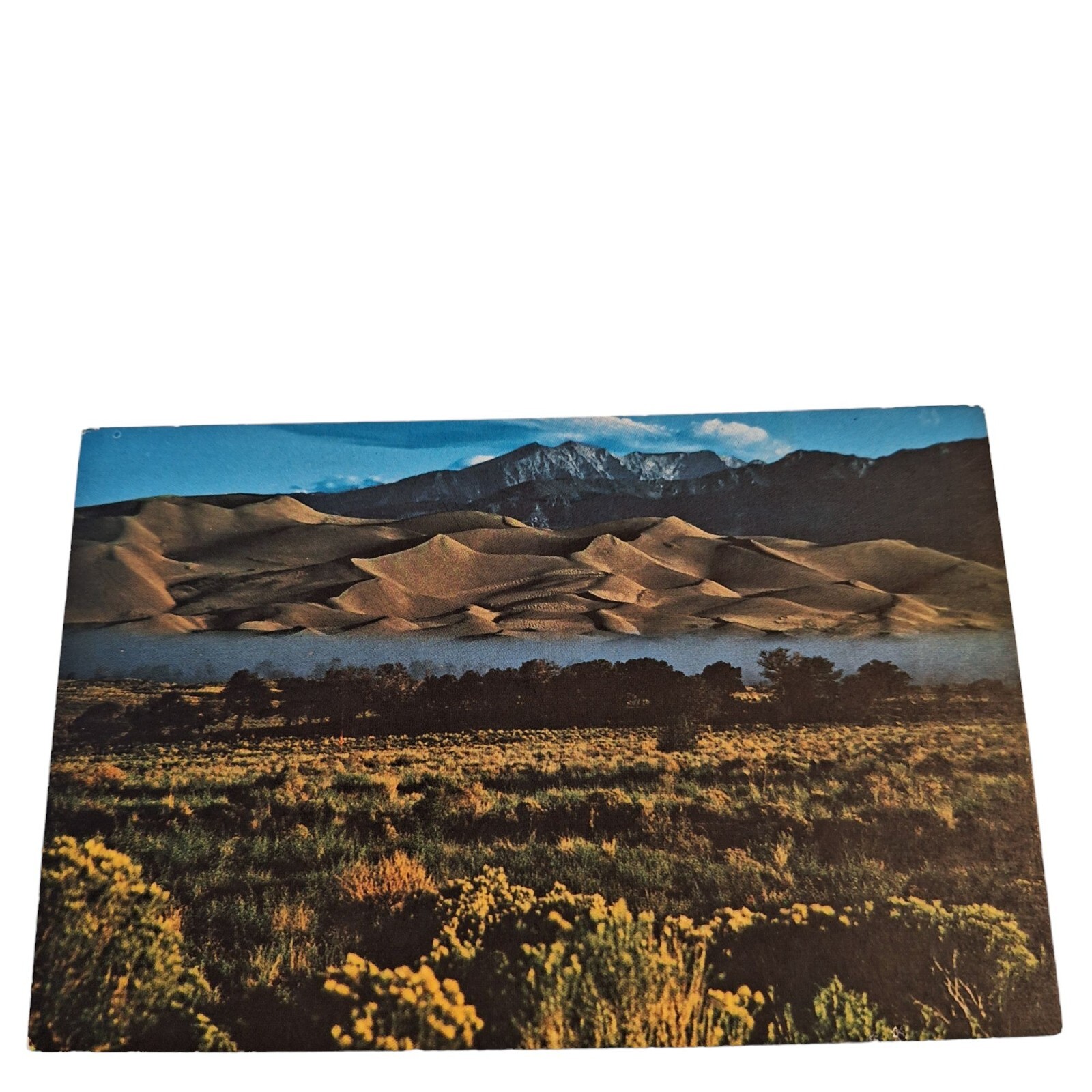 Postcard Blooming Rabbitbrush Medano Creeke Great Sand Dunes Chrome