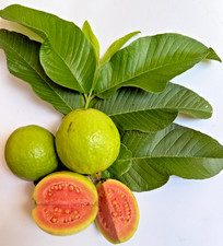 Ceylon Guava Leaves / Powder Anti Hair Loss Tea Psidium guajava Organic Natural