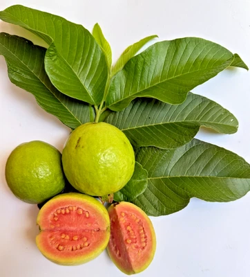 Ceylon Guava Leaves / Powder Anti Hair Loss Tea Psidium guajava Organic Natural