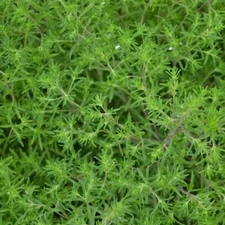 500+ SUMMER SAVORY SEEDS (Satureja hortensis)- Culinary & Medicinal Herb #45