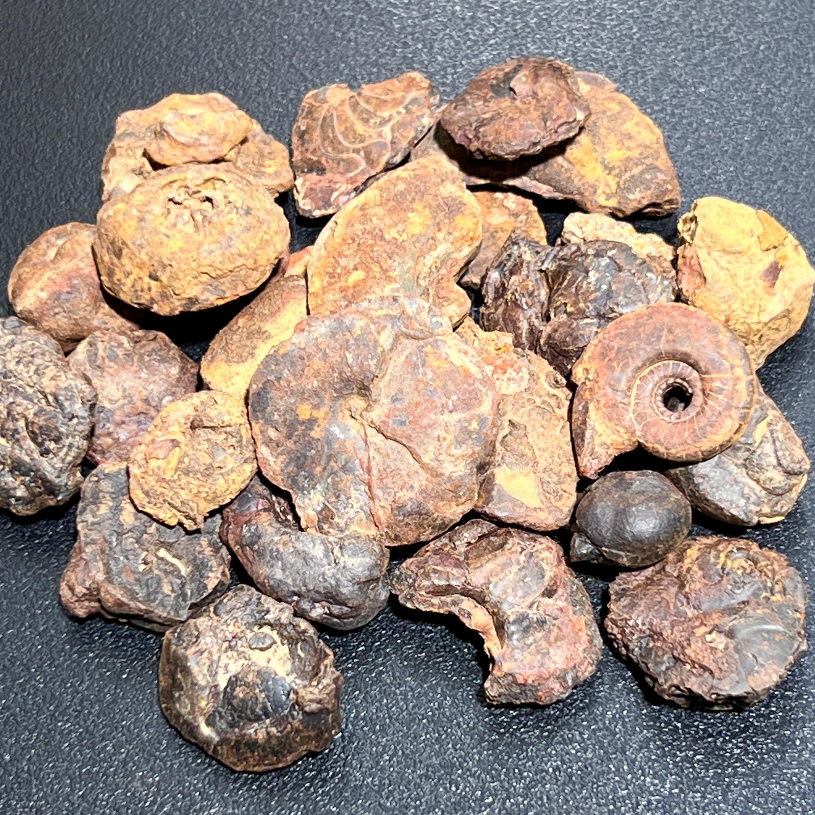 Ammonite Fossils Mixed Quality (By The Ounce Or Pound) Spiral Ammonoids