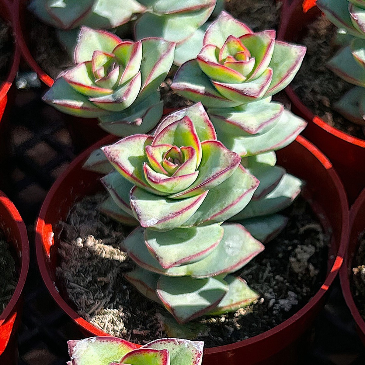 Live Crassula perforata subsp. perforata Succulent Plant Rooted in 4''  Planter | eBay