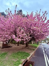 Digital Image Photo Wallpaper Background Desktop Art Pink Flower Only 0.99 Cent