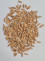 Bio Lichtkornroggen, direkt vom Mühlenbauer und Landwirt