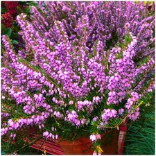Heather Erica x Darleyensis 'Furzey' | Evergreen Shrub | Pot