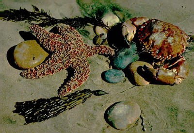 Vintage Northwest Pacific Sea Creatures Starfish Crab Marine Life Postcard