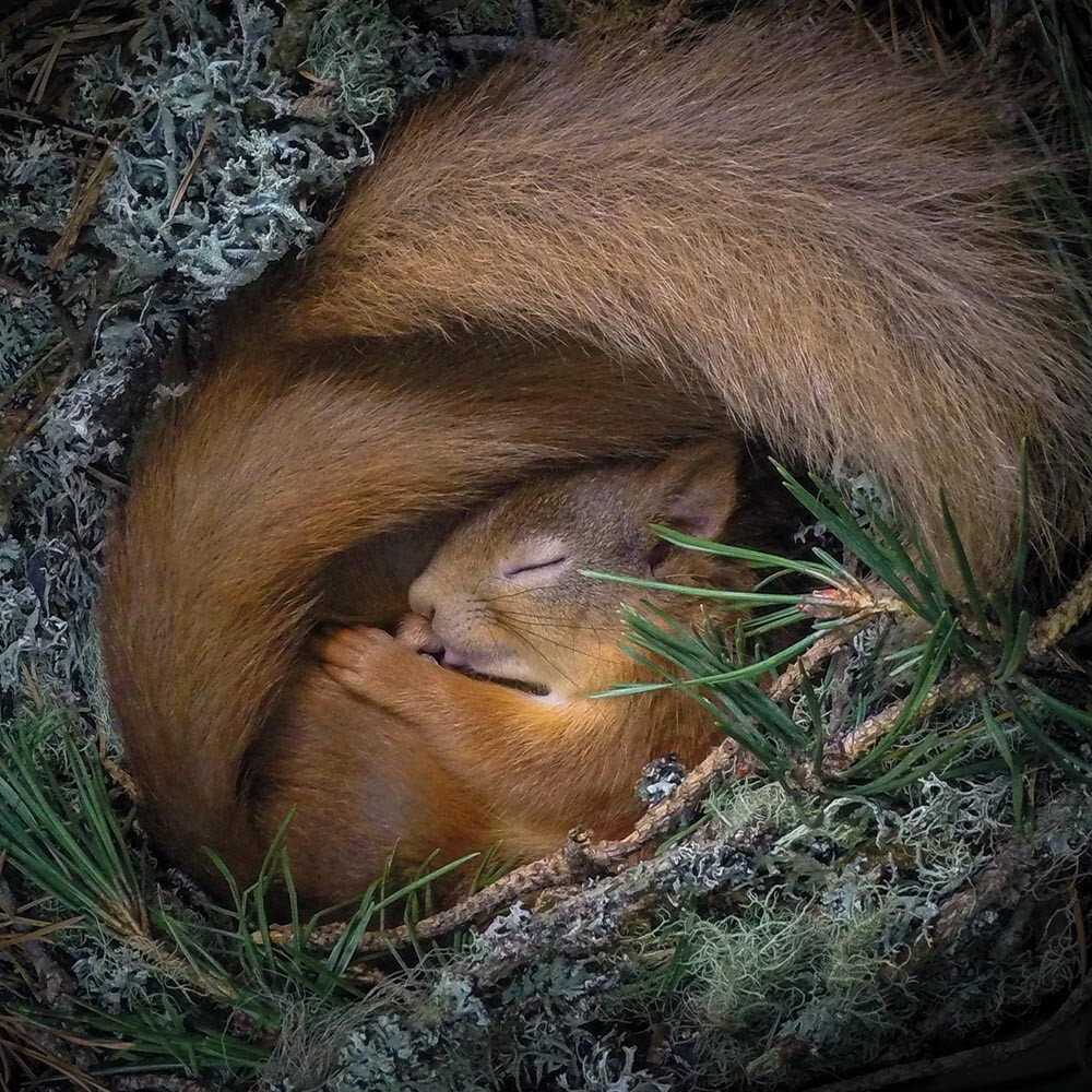 Wildlife Photographer of the Year Drey Dreaming Blank Greeting Card and Envelope