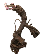 "Pink Hawaiian" Bareroot Peony, 2-3 Eye, Great for Fall Planting!