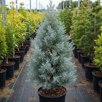 Blue Ice Arizona Cypress 1gal Pot, 2-3ft Outdoor Evergreen Tree