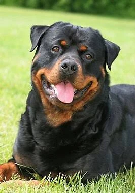 Wanted Rottweiler Puppy Dogs Puppies Gumtree Australia Port Lincoln Area Port Lincoln 1255949780