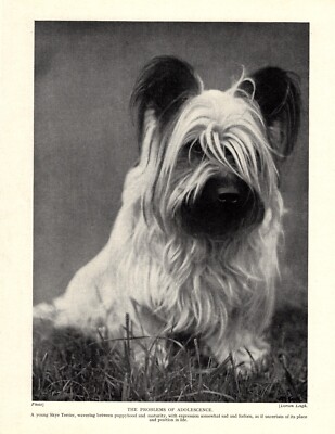 1930s Antique Skye Terrier Print Adorable Skye Terrier w Bad Hair Day  5876e
