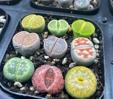 Colourful Lithops - 3pcs 4pcs 9pcs , Unique Living Stones Plants, Random Colour