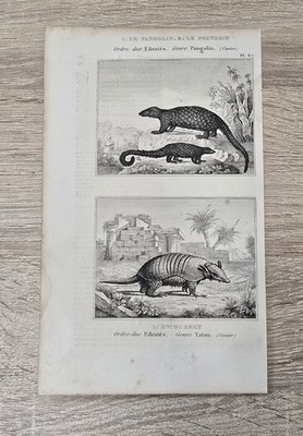 Original Buffon Cuvier Stahlstich Pangolin Gürteltier Tatou um 1850 Frankreich