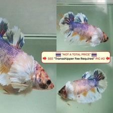 Live Betta Fish Thailand -- Candy Dumbo HM Female