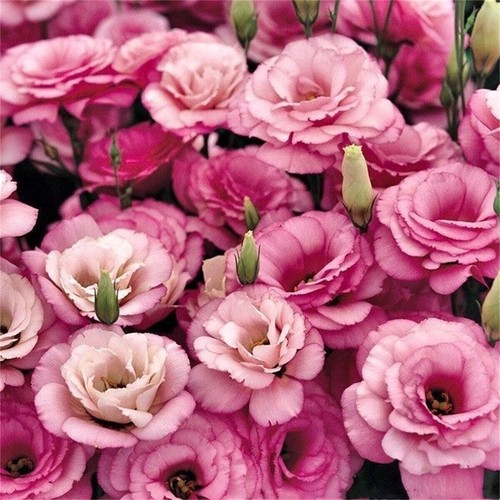 300 Stück Eustoma Grandiflorum Samen Outdoor Blumensamen Garten Hof DekoSeeds - Afbeelding 16 van 24