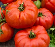 Watermelon Beefsteak Tomato Seeds 50 Ct Vegetable Heirloom NON-GMO USA FREE S&H