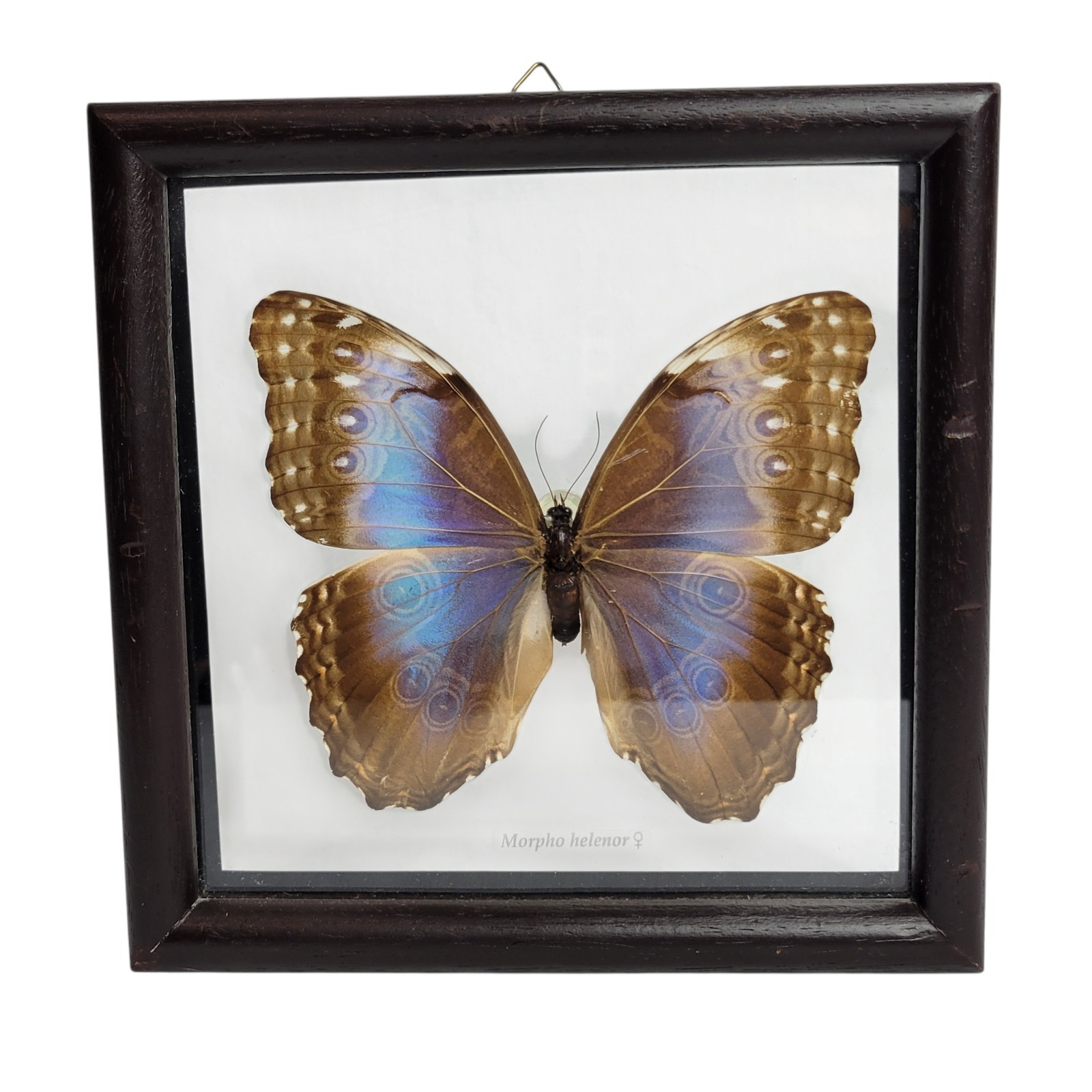 Female Morpho Helenor Blue Morpho Butterfly Displayed In Wood Frame 7"x7"