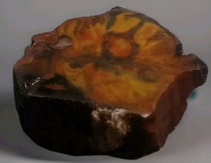 Rare 1.1lb Petrified Wood Log Section • Old Stock Estate Collection • PNW...