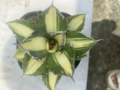 RarePlant Agave titanota FO076 Yellow mediopicta