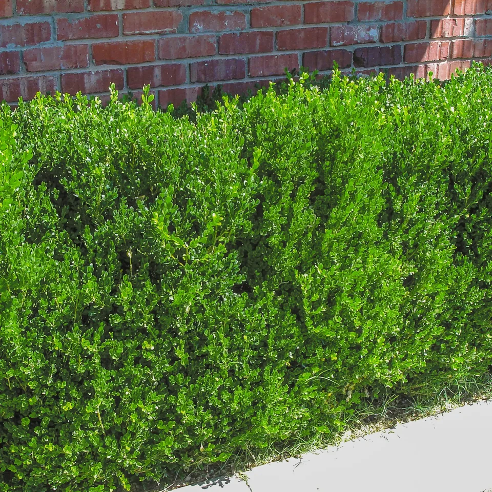 10 Japanese Boxwood Hedge - Buxus microphylla var. japonica - Starter Plug - Image 4 of 4
