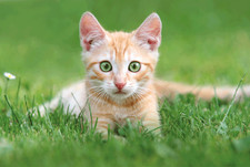 50 gram Organic Cat Grass READY Grown in 14 days