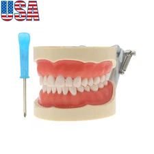 US Kilgore Nissin 200 Type Dental Typodont Model 32Pcs Replace Screw-in Teeth