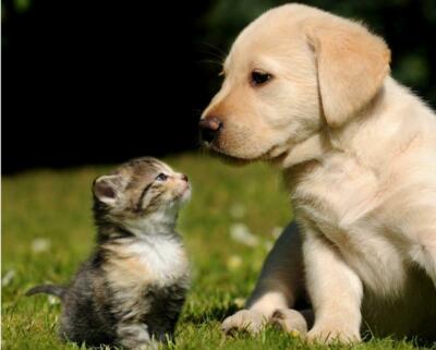 DOG CAT FRIENDS POSTER PICTURE PHOTO PRINT BANNER puppy kitten cute kitty 4645
