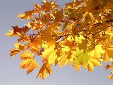 30+ FAST GROWING TREE SEEDS: Norway Maple (Acer Platanoides) Free Shipping