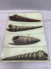 John Derian Co. Signed Decoupage Glass Shell Plate 10.5 X 8