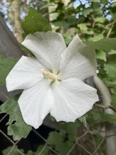 25large W ROSE Of SHARON Althea Flower Tree Bush Seeds  Large Solid White Blooms