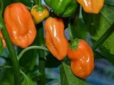 ORANGE HABANERO HOT PEPPER SEEDS 50+ HOT Mexican SALSA vegetable GARDEN non-gmo
