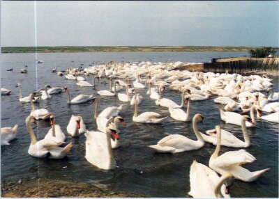 AK Wasservogel weißer Schnabel Himmel See Wasservögel Enten, Gänse und Schwäne AA04752
