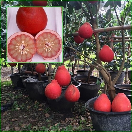 Pomelo tree Grafted type RED VIETNAM Best varieties 18'+ tall, No ship to CA eBay