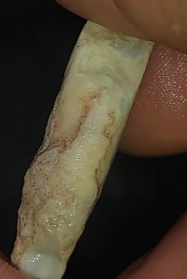 Gamble Opal Potch Marine Dinosaur Fossil 16.93ct Potential Plesiosaur Fin Bone