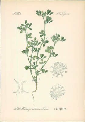 Chromolithographie : Zwergklee. Zwerg-Schneckenklee. Medicago minima Lam. Legumi